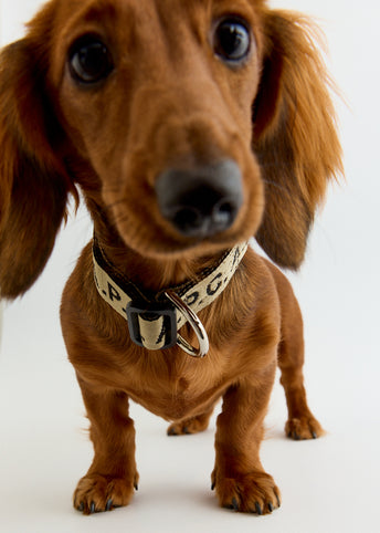 Toutou Logo Collar