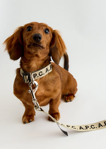 Toutou Logo Collar