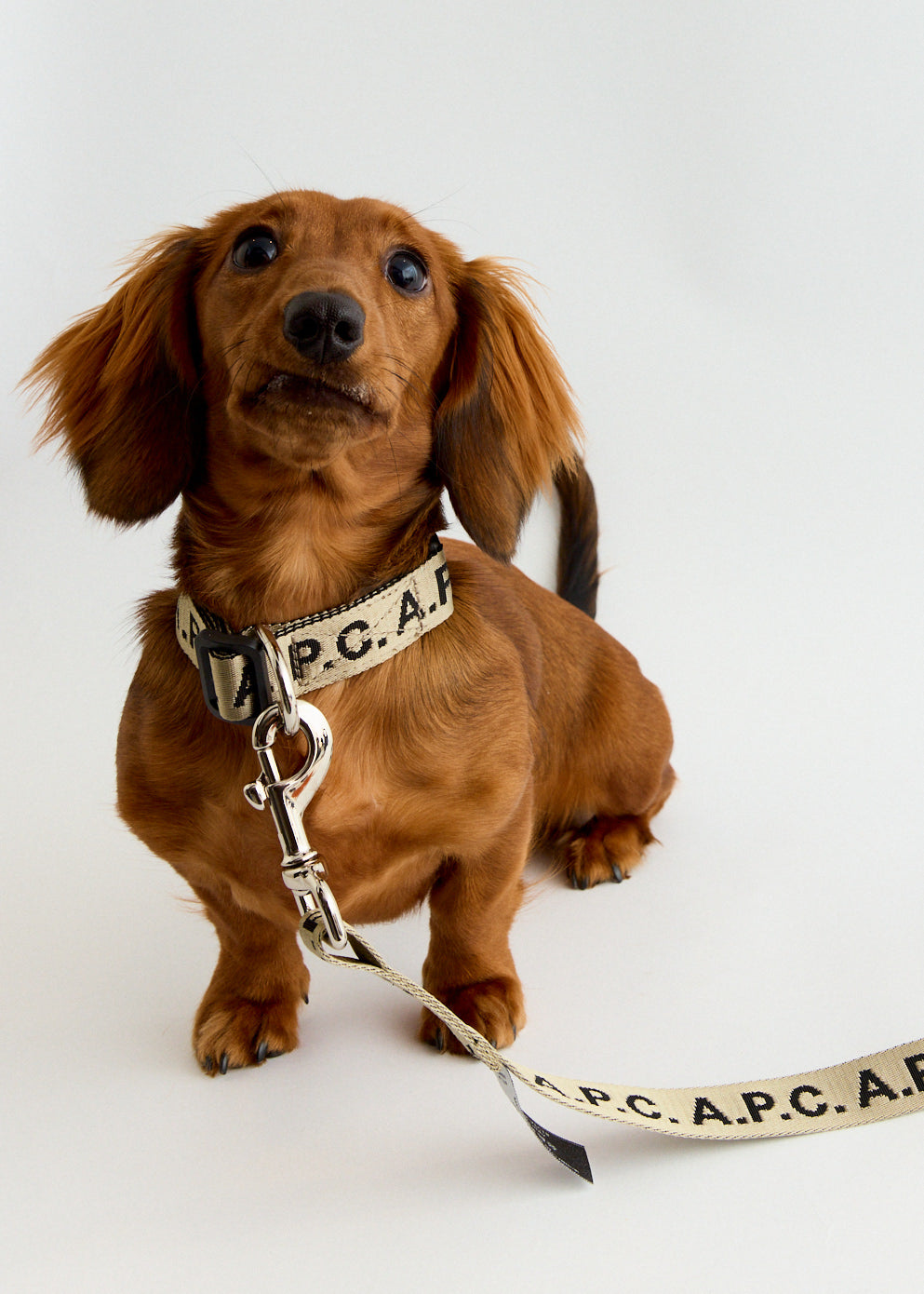 Toutou Logo Collar