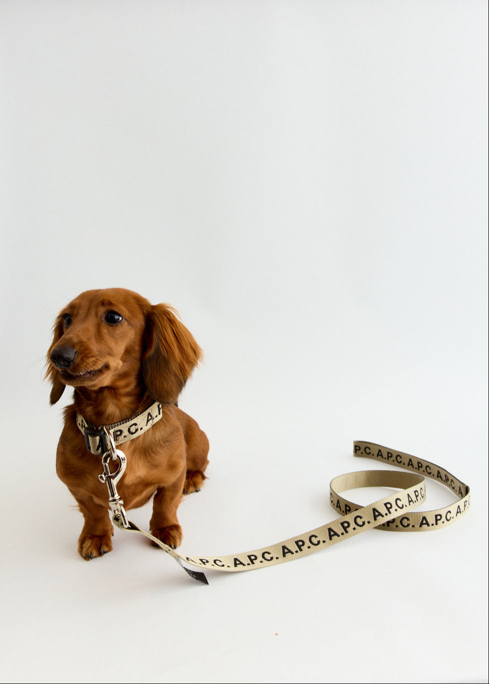 Toutou Logo Leash