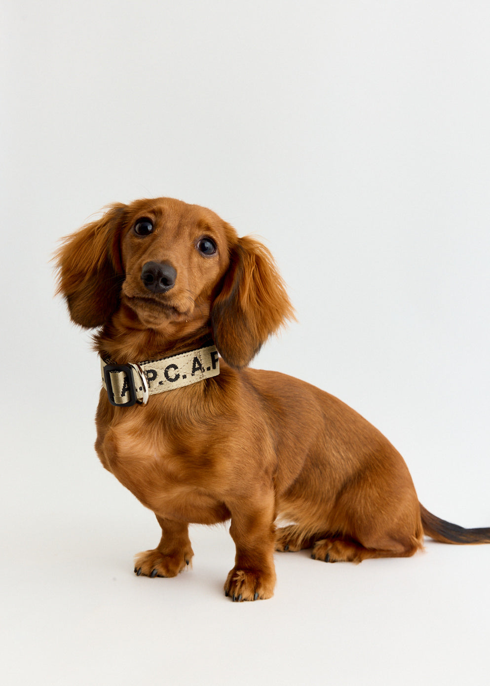 Toutou Logo Collar