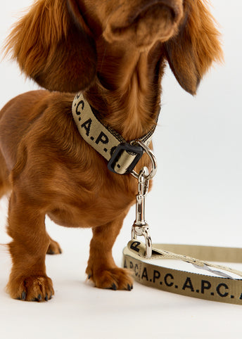 Toutou Logo Leash